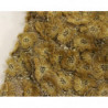Abito maxi cristallo in pizzo lungo ORO - M